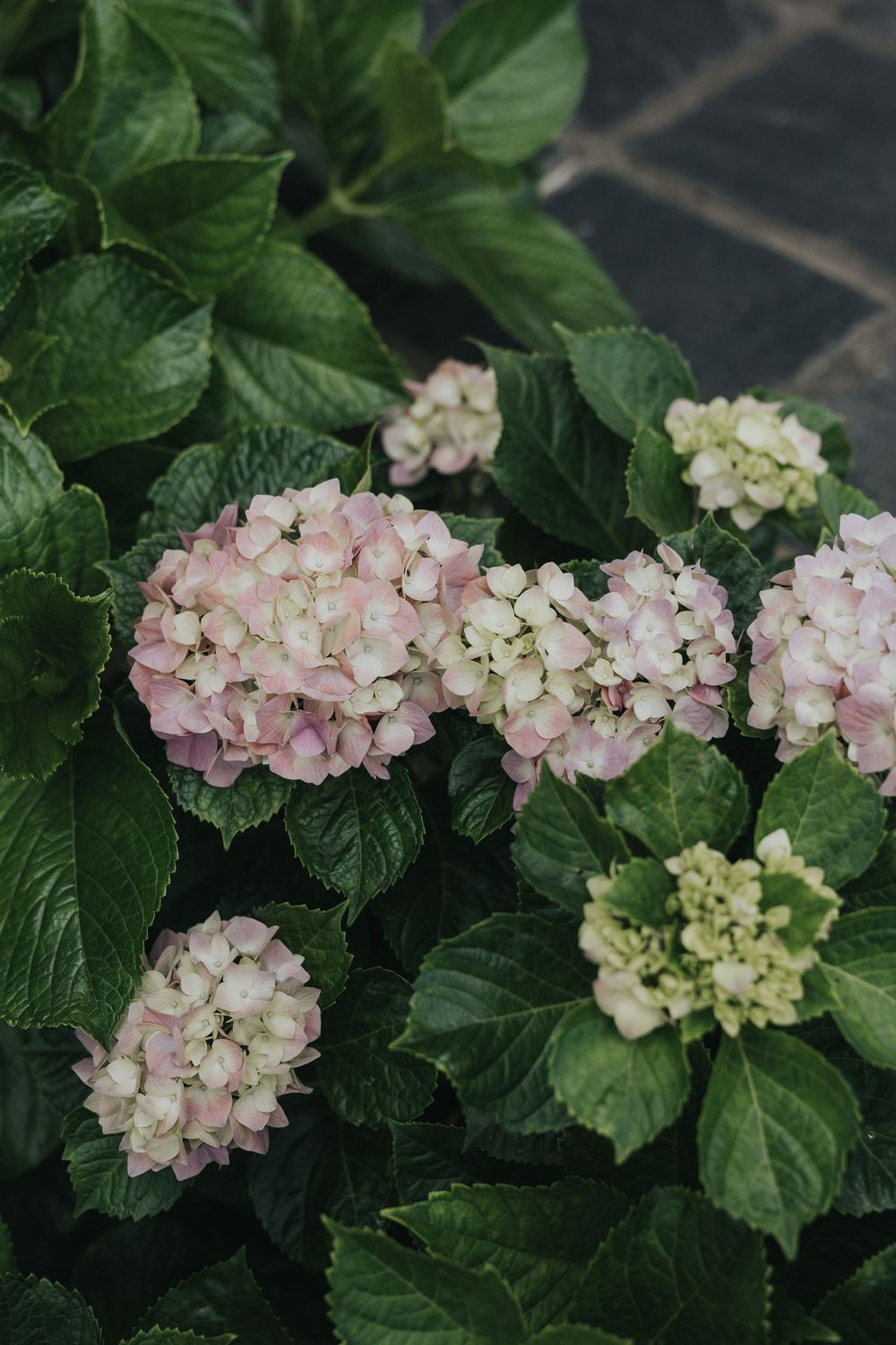 Pink and white hydrangea blooms with dark green leaves growing in a garden setting.