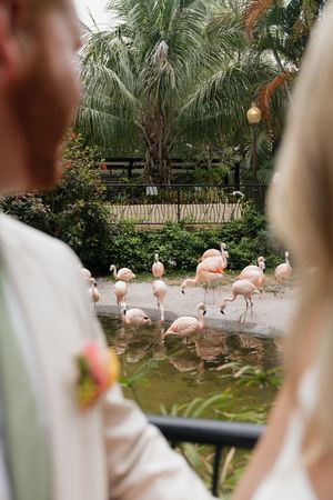 Pink flamingos wade in a pond surrounded by lush palm trees and tropical landscaping at a garden exhibit.