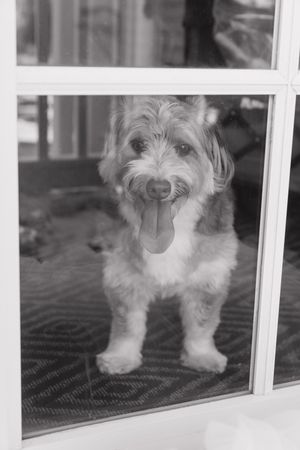 Small white dog peering through glass window panels in a black and white photograph.