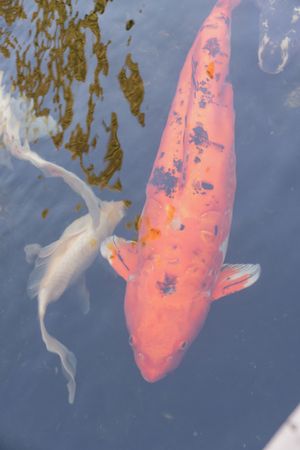 Orange and white koi fish swimming gracefully in a reflective blue pond.