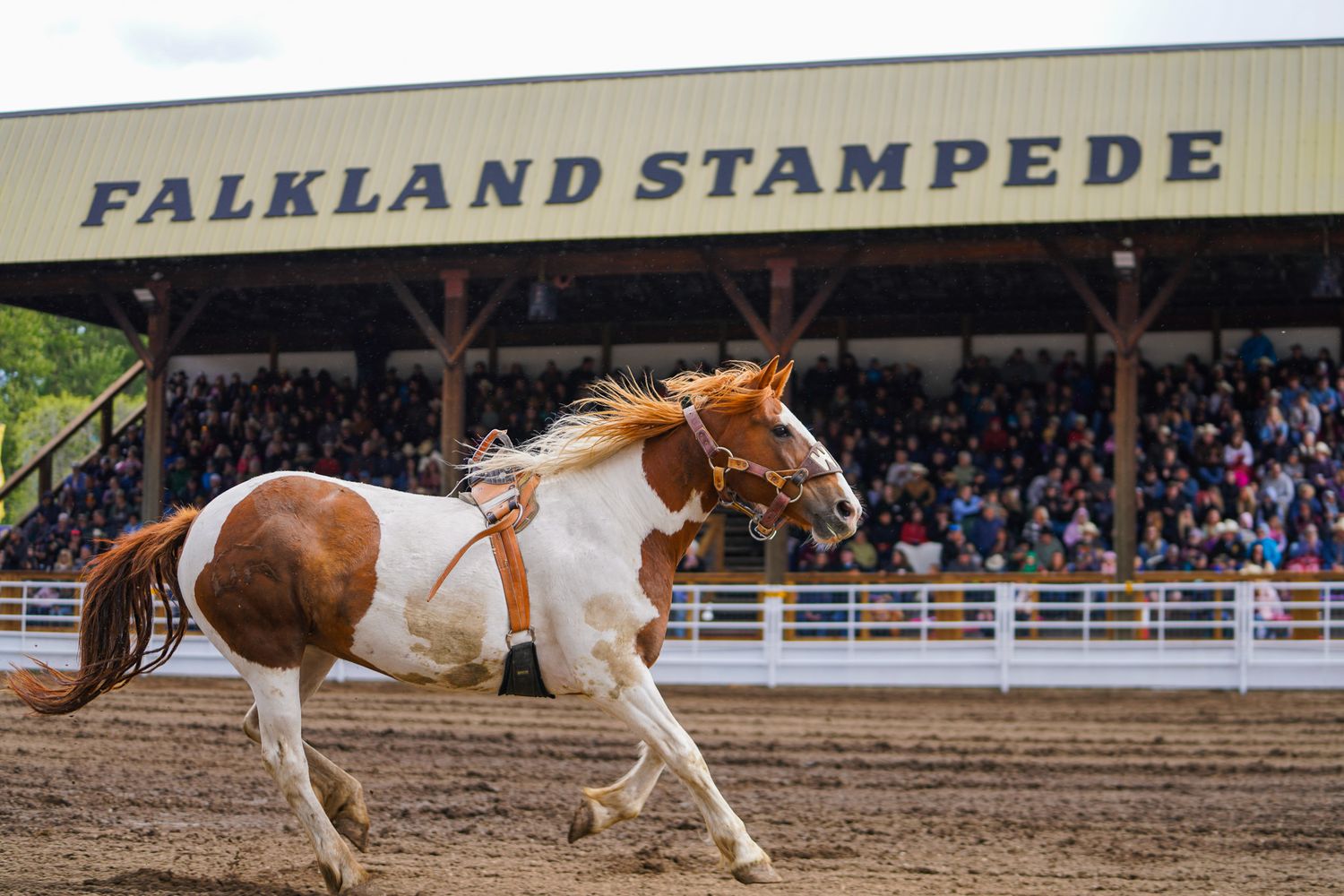 Falkland Stampede