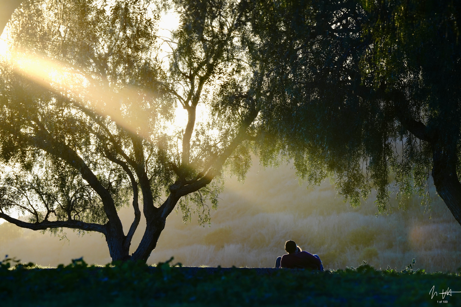 Sunlight filtering softly through the long, hanging branches of weeping willow trees, creating dappled light and shadow patterns on the grou