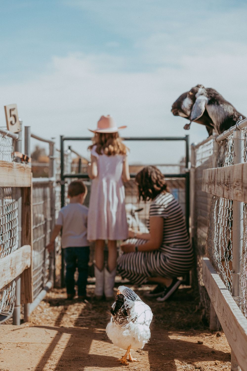 Family visiting a petting zoo with a white chicken, goat on fence, girl in pink dress and cowboy hat.