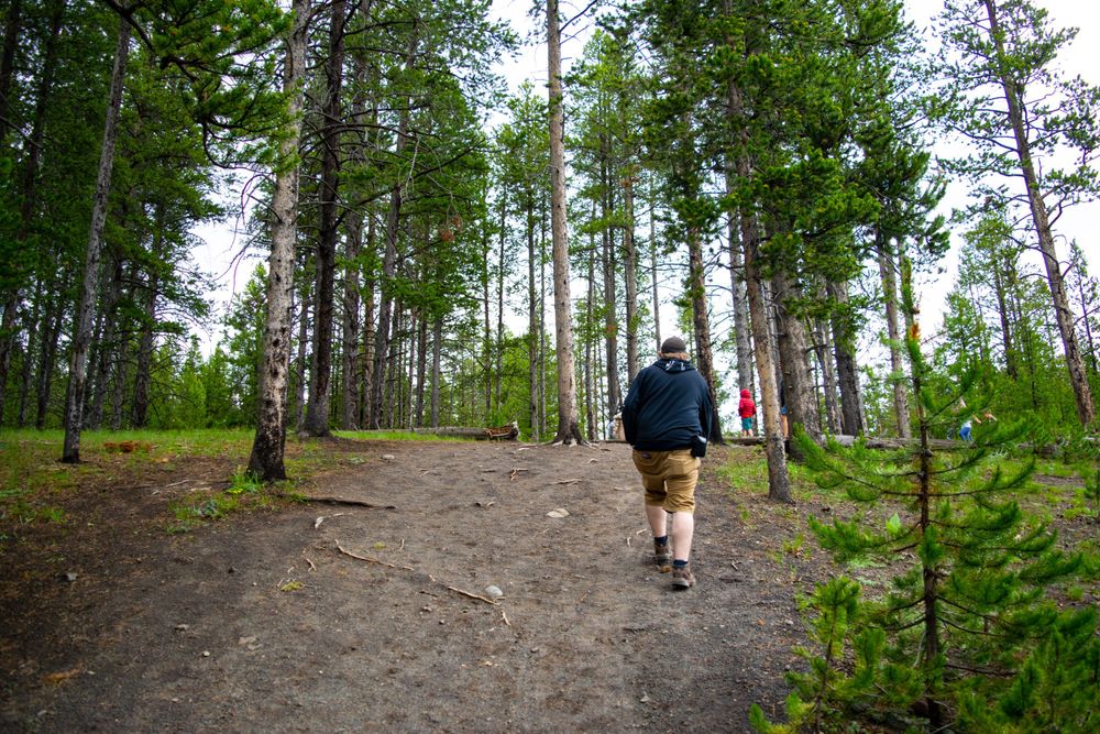 Hiker walking along a dirt trail through a serene forest of tall pine trees.