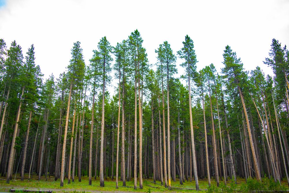 Tall pine trees stand in uniform rows creating a majestic forest landscape.