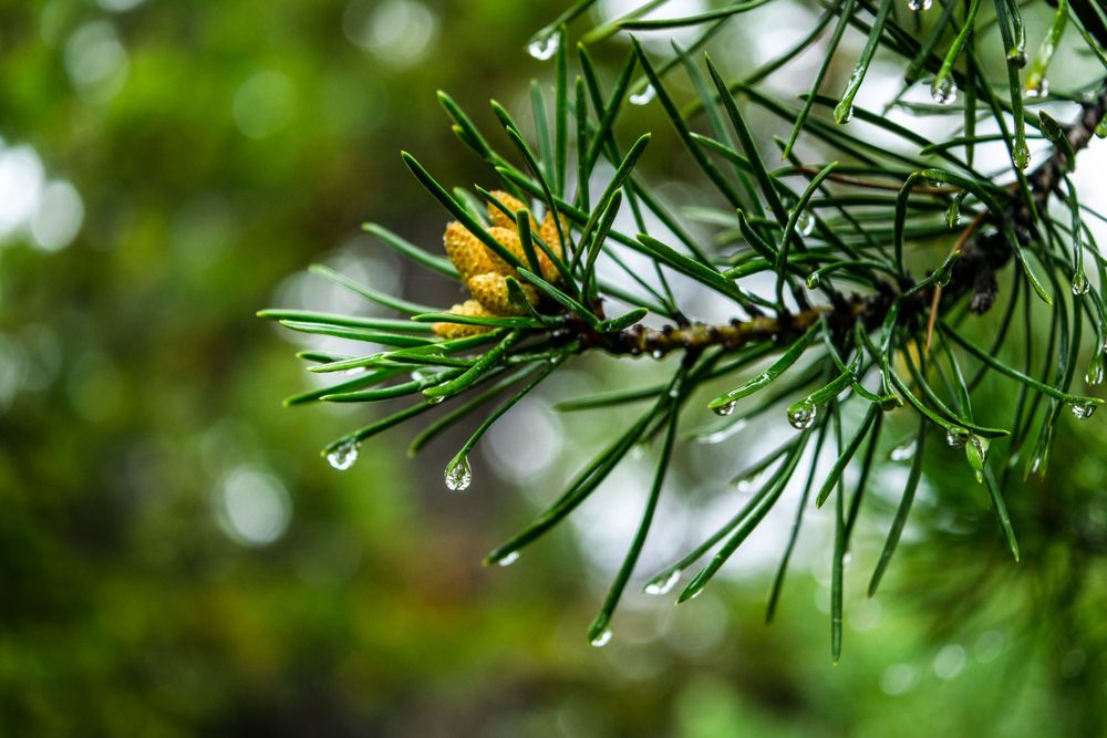 Close-up of pine needles with water droplets and yellow buds in soft focus.