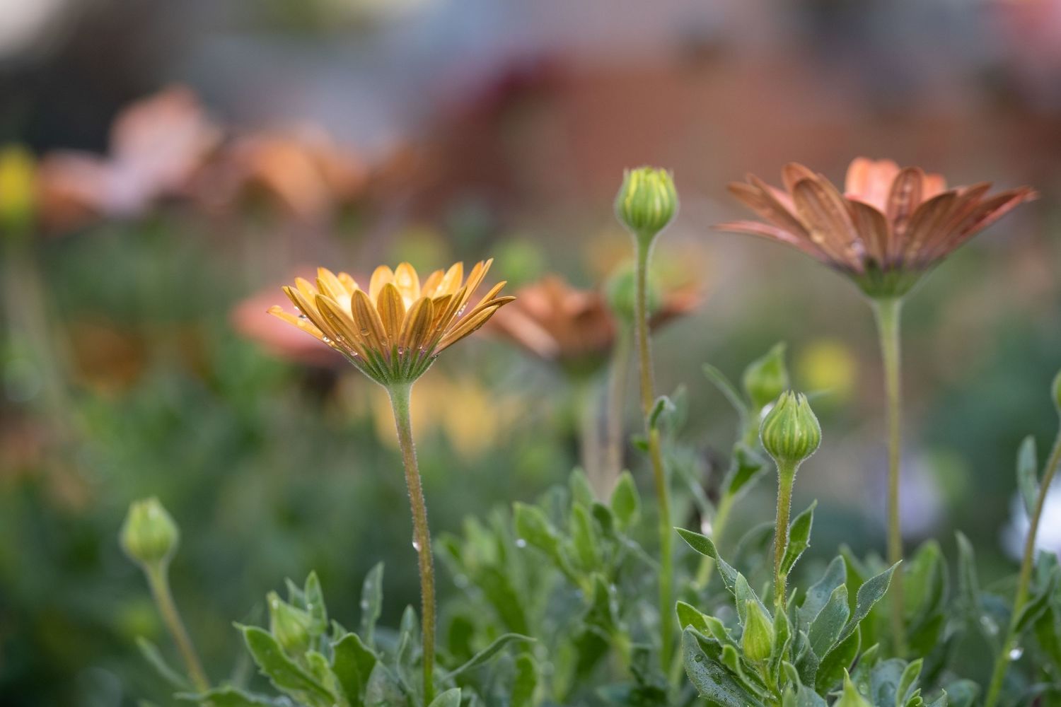 flower photography. Beginners Photography course of macro.