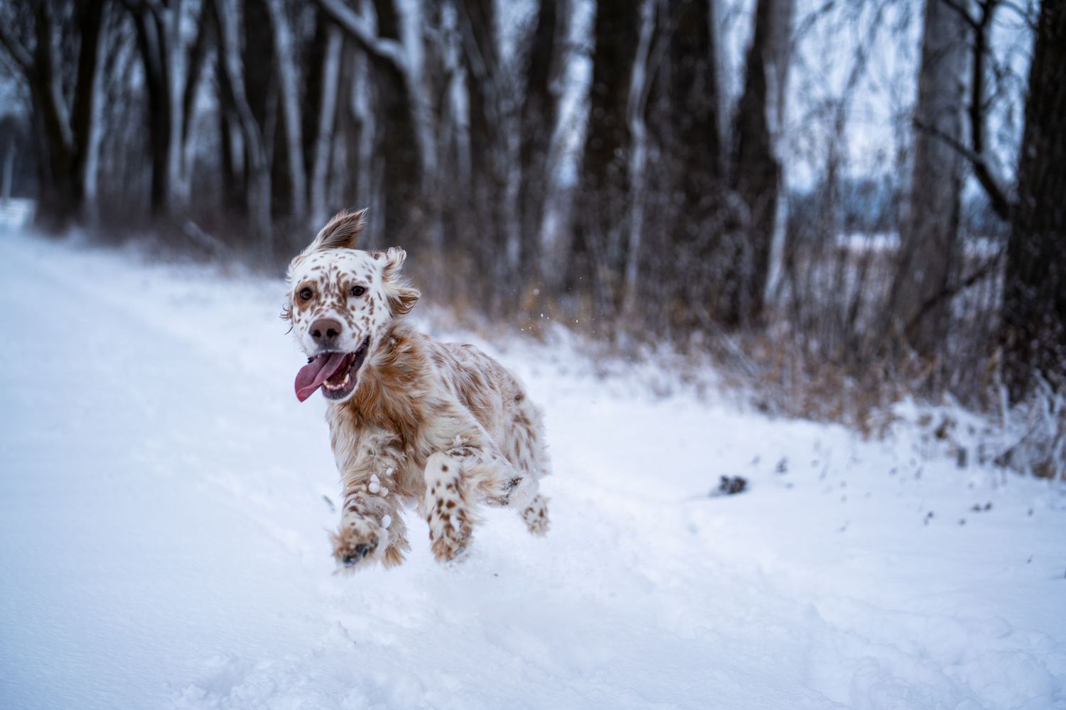 Bounding English Setter