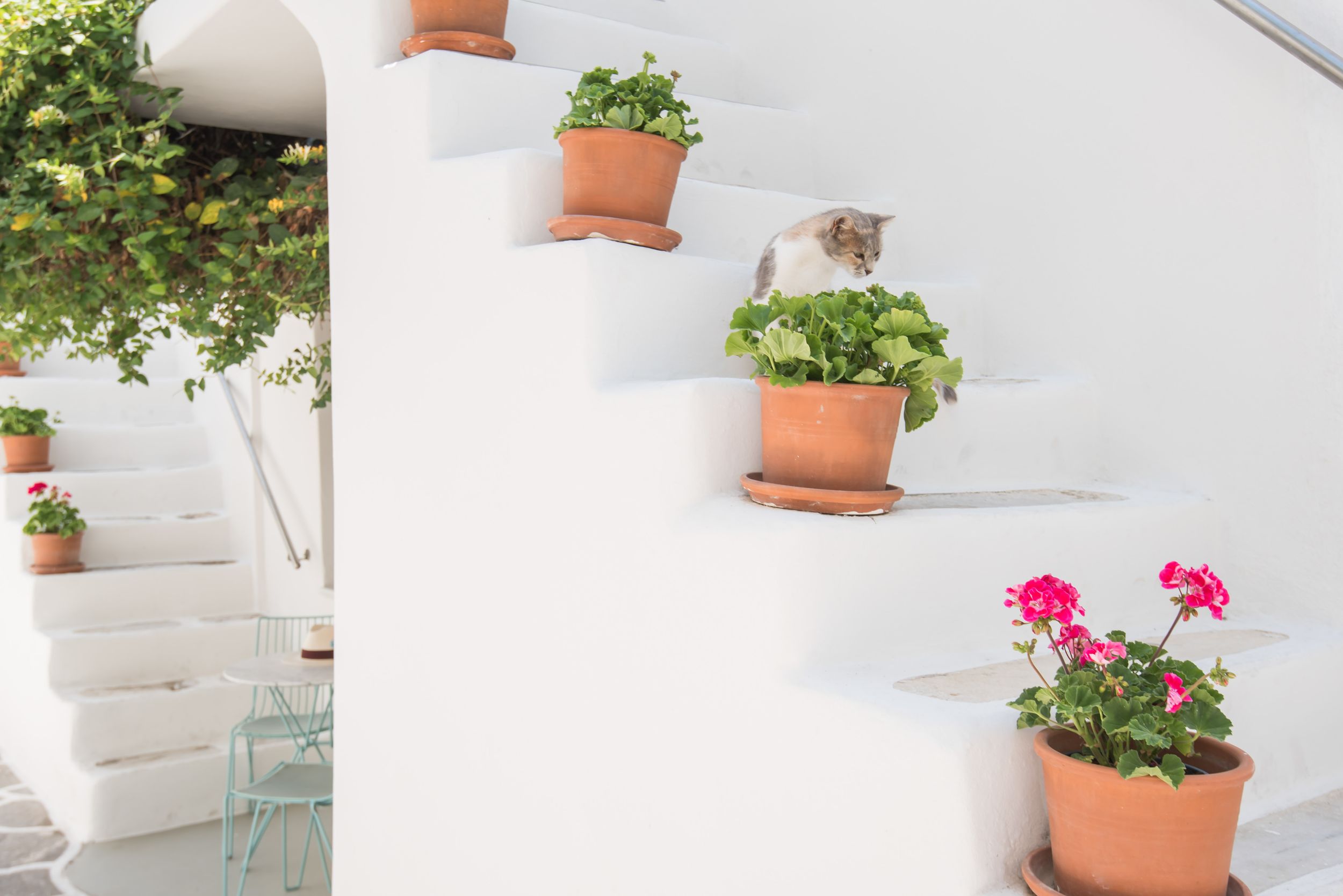 Terracotta potted plants arranged on white Mediterranean-style steps with pink and green foliage.
