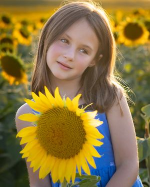 A bright sunflower stands prominently in a golden field during sunset with a soft backlit glow in the background.