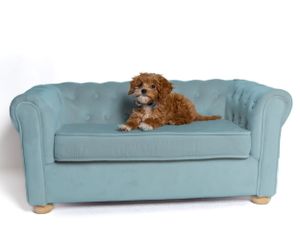 Goldendoodle dog lounging on light blue tufted sofa.