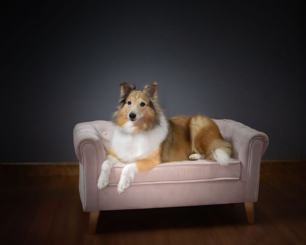Shetland sheepdog lounges regally on a light pink miniature sofa against a dark background.