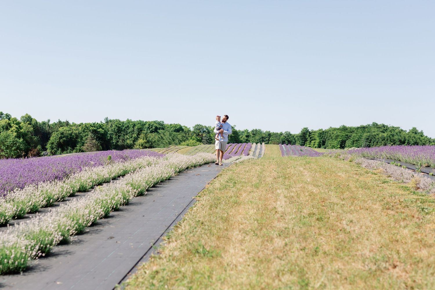 Panoramic view of a lavender field with walking path and distant figures.