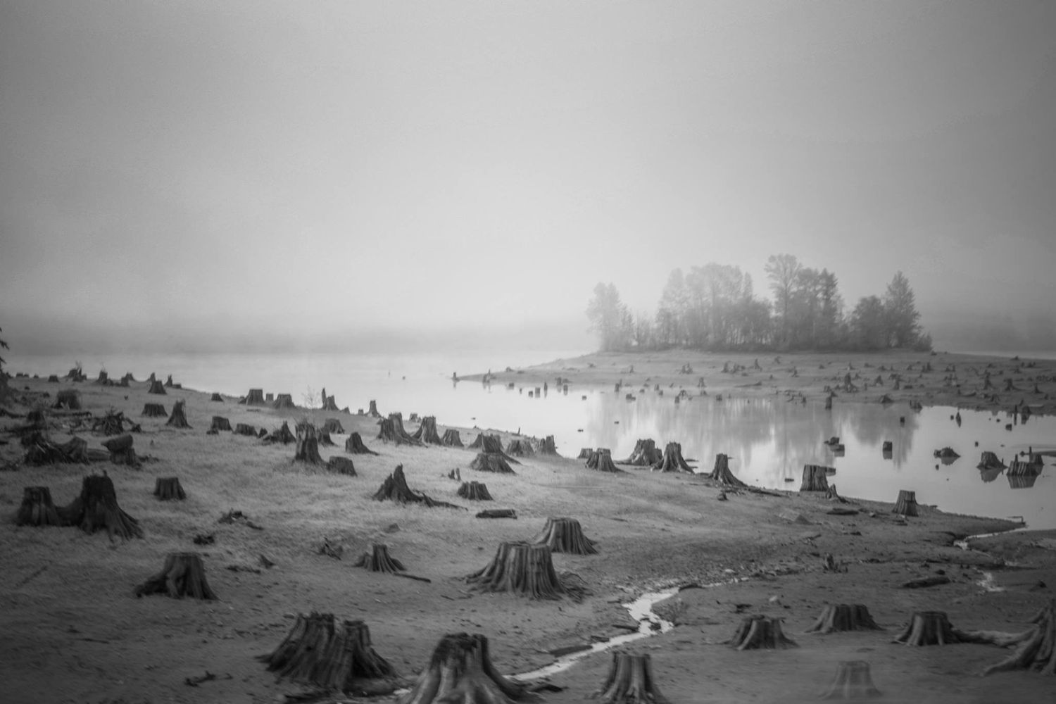 Eerie black and white landscape of tree stumps in a foggy lake with a distant treeline.