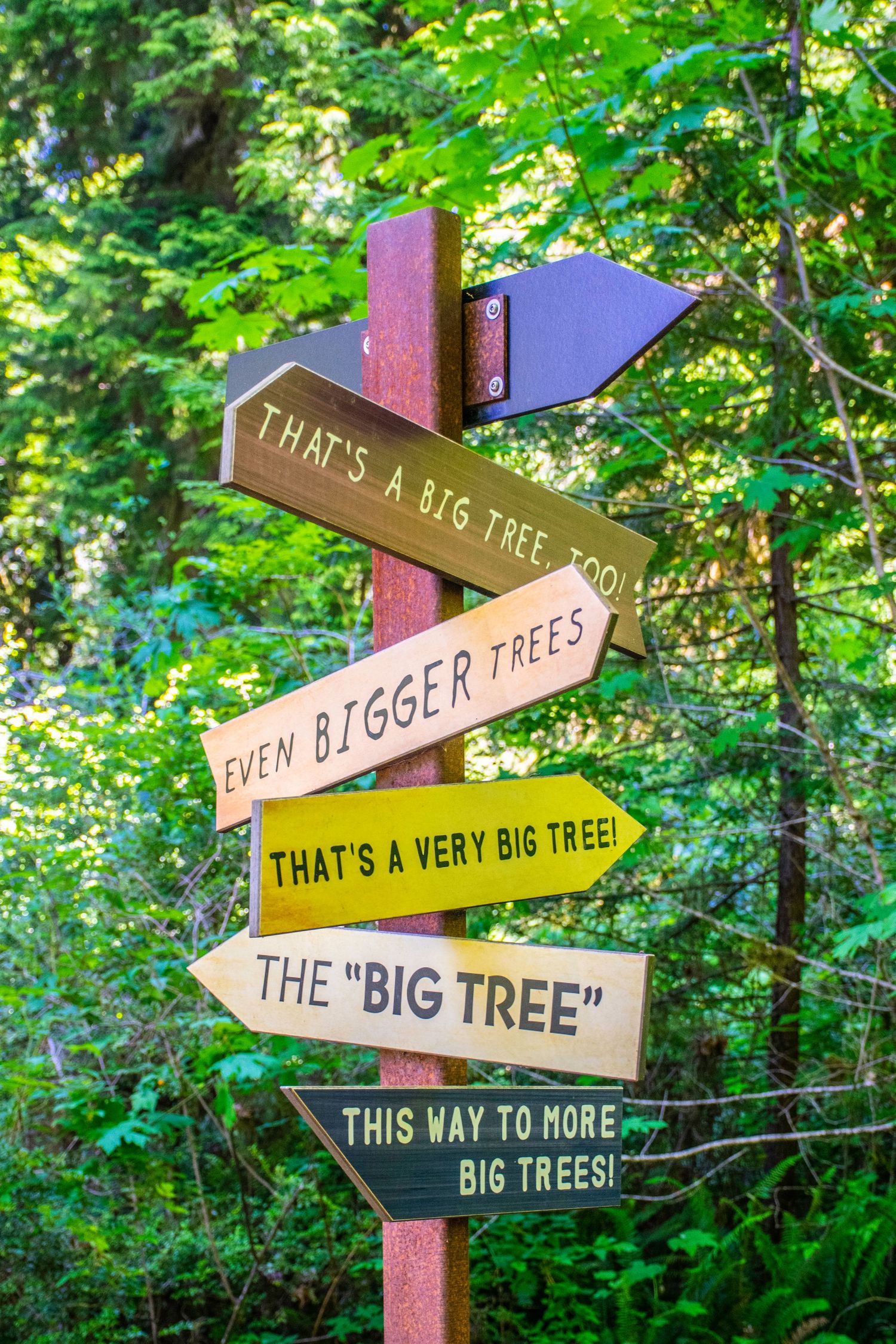Whimsical directional sign post with multiple arrows pointing to big trees in a forest.