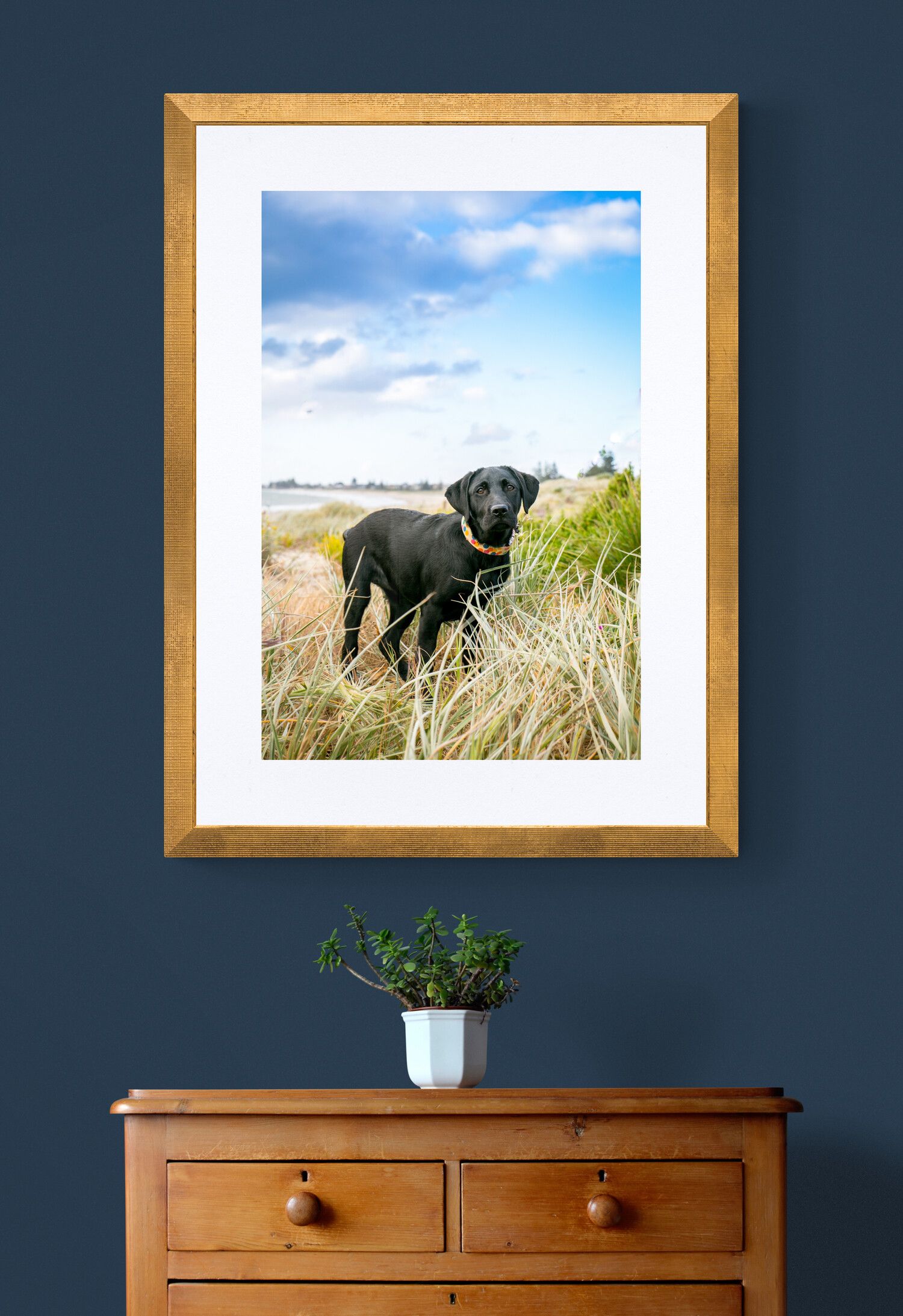 Adelaide Pet Photography
