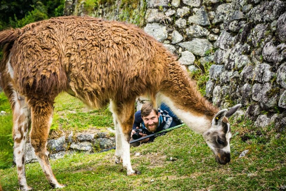 Arkansas nature photographer, Alex Kent grins low in the frame looking under a llama's neck who's eating grass in front.