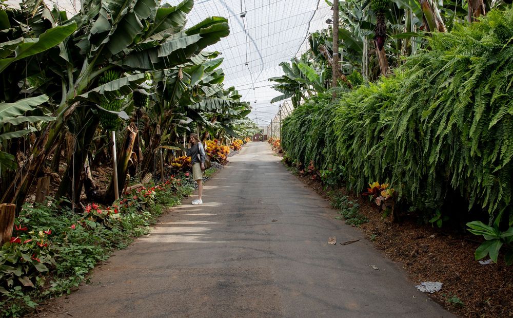 Lush tropical greenhouse pathway lined with banana trees and dense green plants under a protective net canopy.