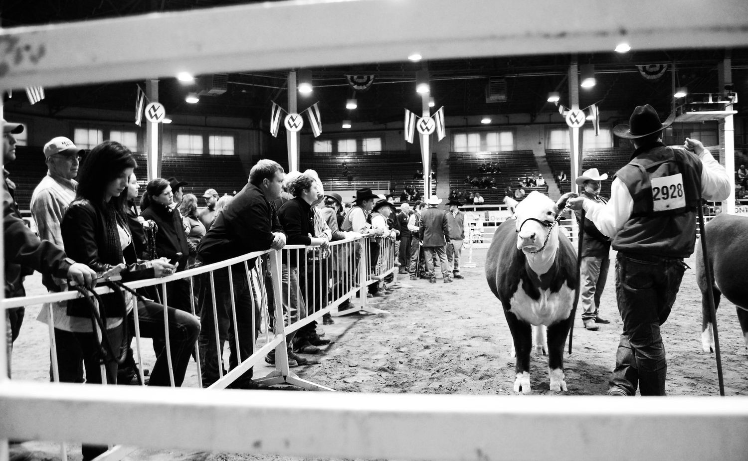 Livestock photography by Hannah Wine