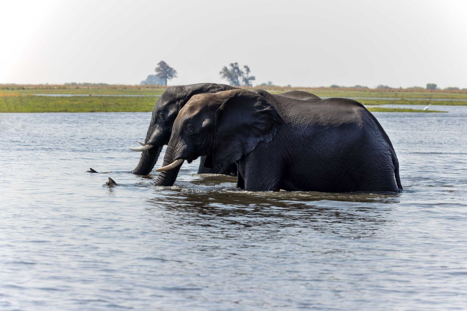 Two elephants wading in water, captured by Nick Wigmore Photography during a photo safari in Chobe, Botswana