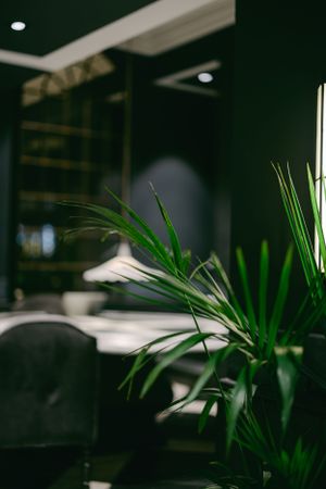 Green palm plants in modern interior with dark walls and recessed lighting.