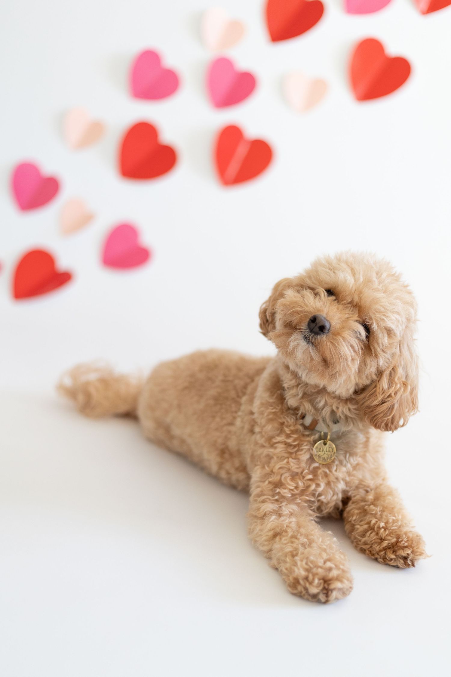 Pet photography Valentine's mini session Troy, IL