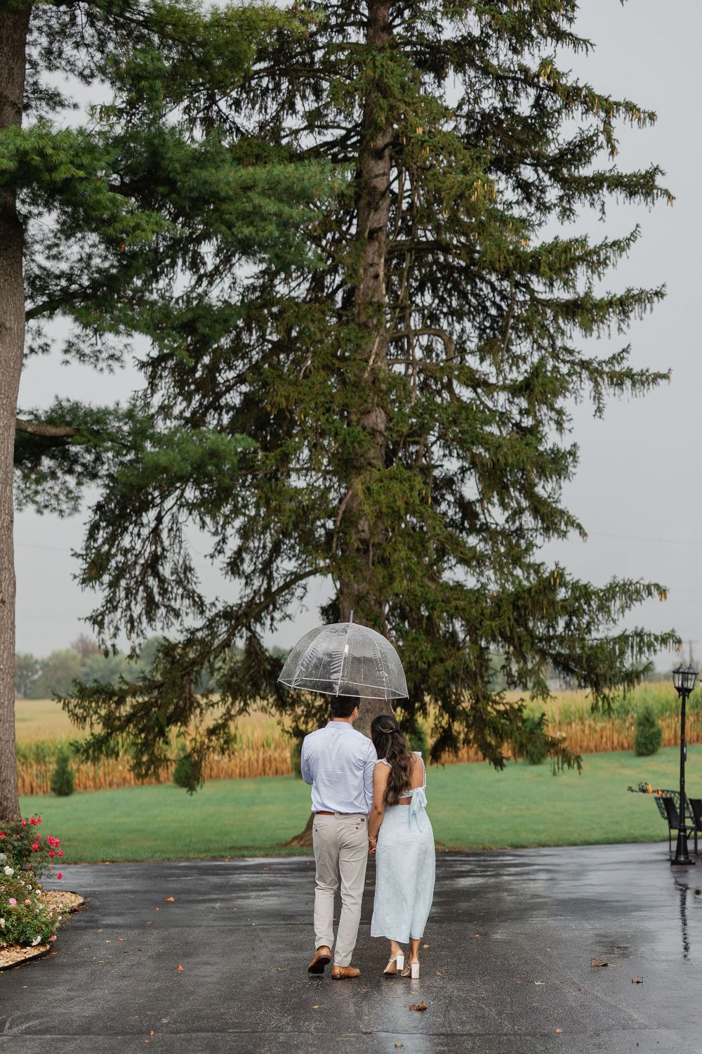 A couple shares an umbrella while walking in the rain on a wet driveway with evergreen trees and cornfields in the background.