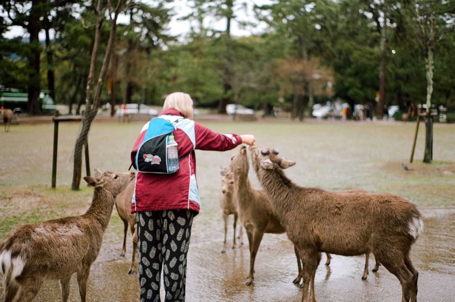 Tourist feeding wild deer in a park with trees in the background.