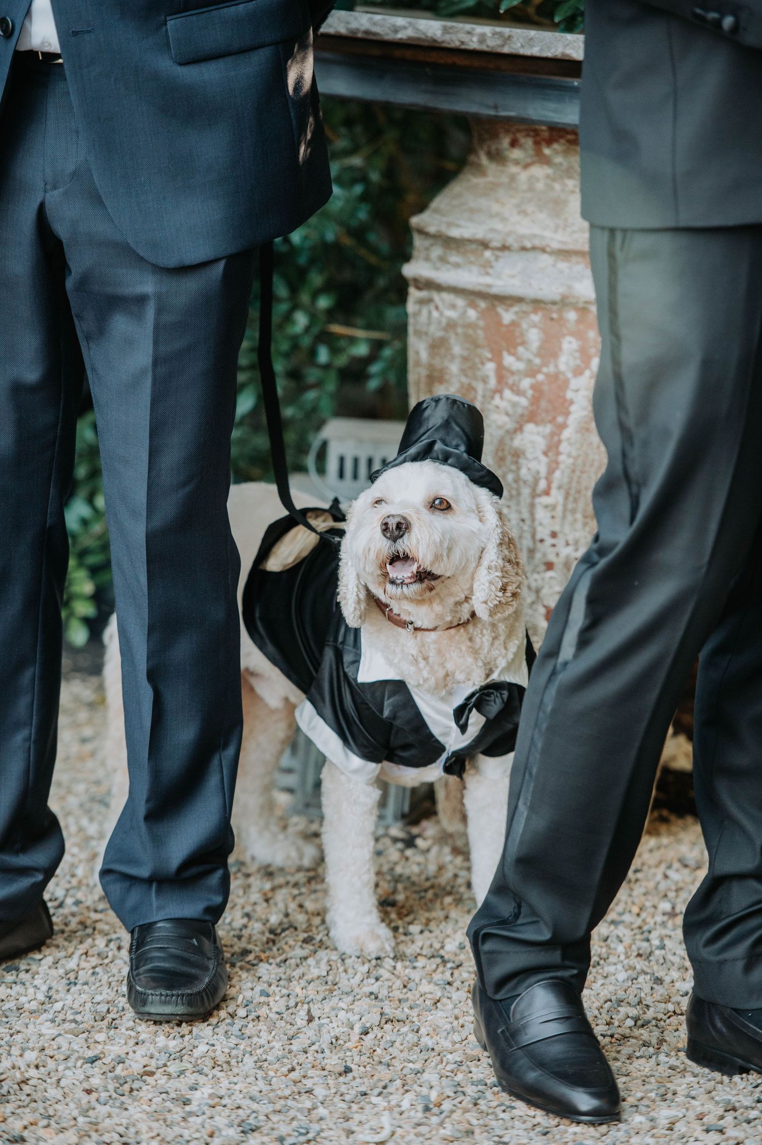 Adorable dog dressed in formal wedding attire standing between groomsmen in suits.