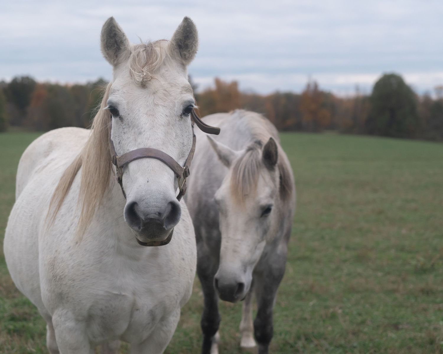 two white horses