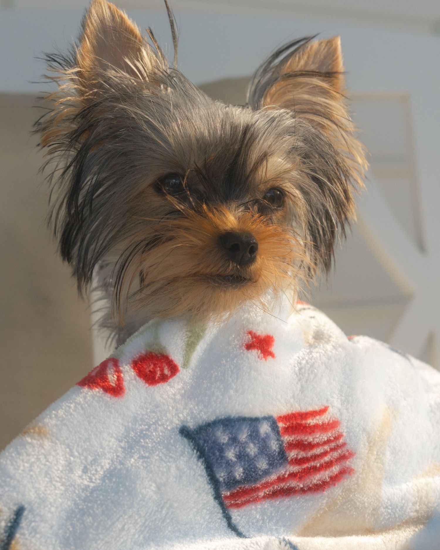 pet photography, Boardman, Ohio