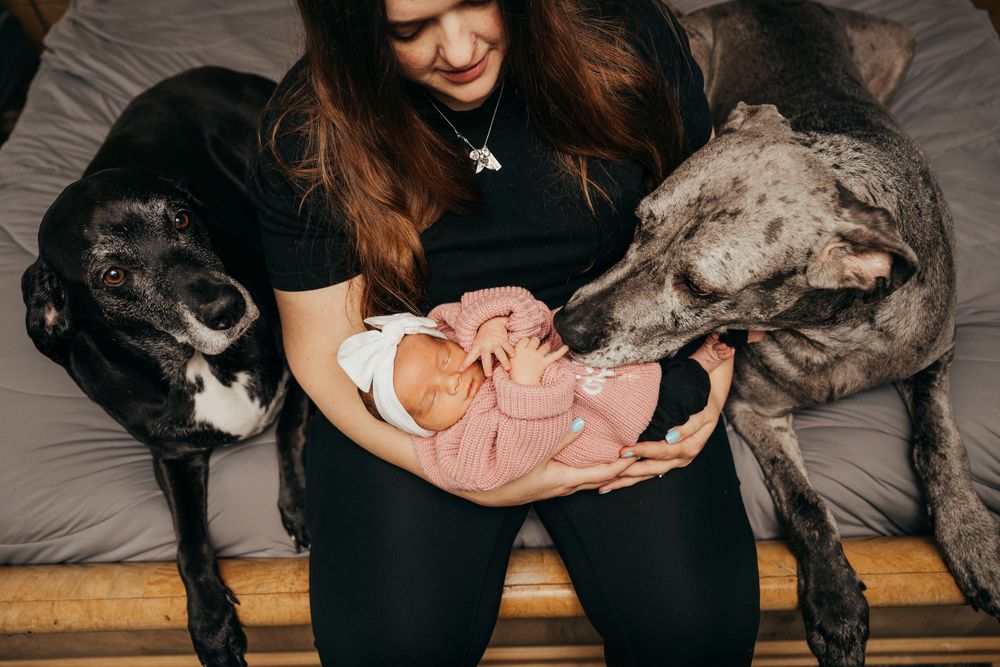A mother in black holds her swaddled newborn baby in pink while two large dogs sit beside her on a gray couch.