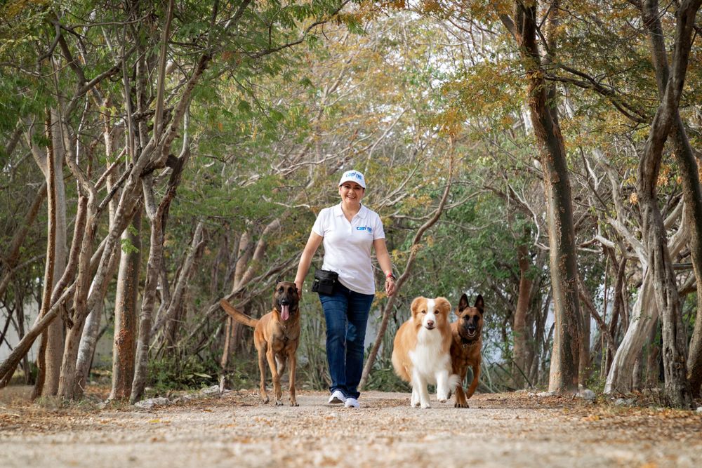 fotografia canina