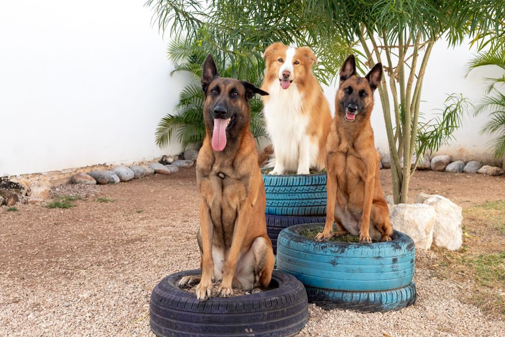 sesiones-para-perros