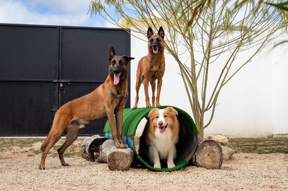 sesiones-para-perros
