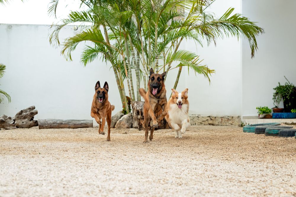 sesiones-para-perros