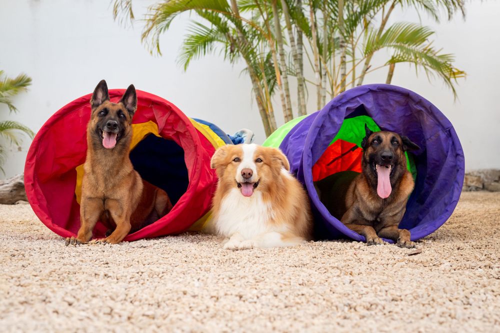 sesiones-para-perros