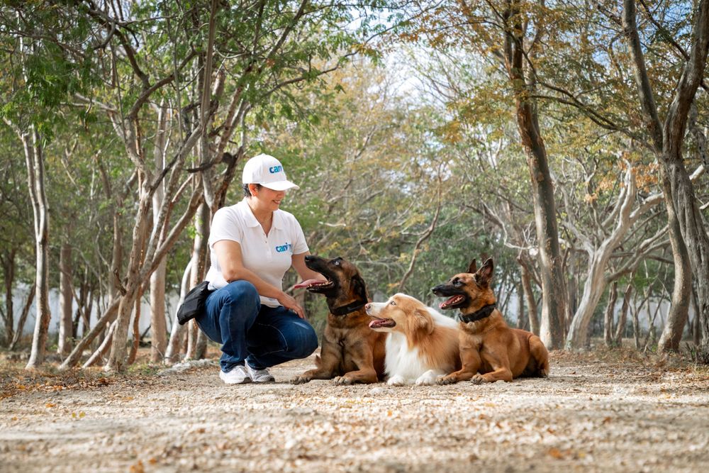 fotografia canina