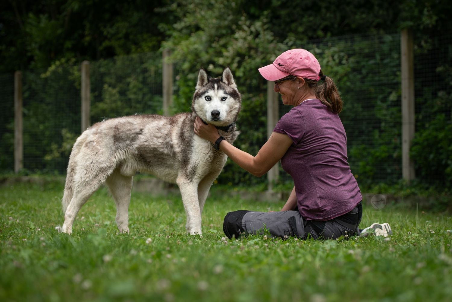 Chien husky avec un agent animalier du refuge de Bonbonnet