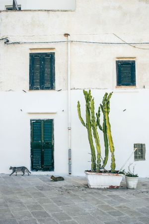 White building exterior with green shutters and a tall cactus plant, with a cat walking in the foreground.