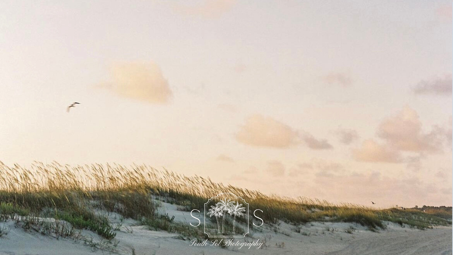 Sunset over sand dunes with sea grass and a lone bird flying in the pastel sky.