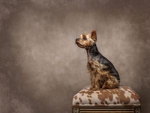Seven lifestyle photos arranged in a row show cold-toned studio shots of handbags and fashion accessories.