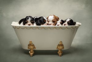 Vintage white clawfoot bathtub with ornate gold feet against a moody grey textured background.