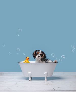 A small dog takes a relaxing bath in a white tub with bubbles and a yellow rubber duck toy.