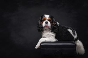 Seven Cavalier King Charles Spaniel dogs with tricolor coats resting on different black leather furniture pieces.