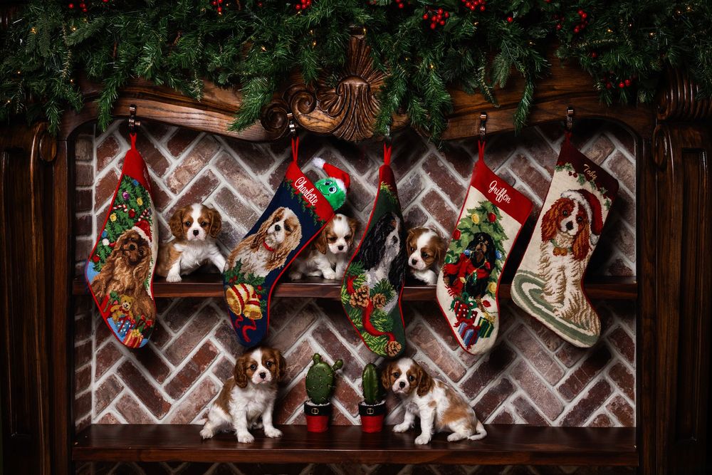 Beagle puppies sit near decorated Christmas stockings and garland against a rustic wooden wall.