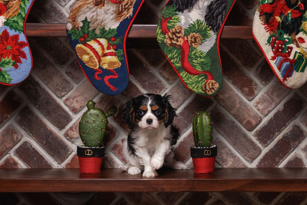 A black and white dog sits between two potted cacti on a fireplace mantel decorated with Christmas stockings.