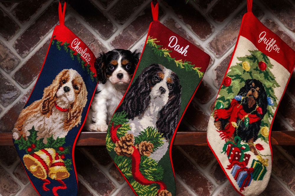 A row of festive Christmas stockings with Cavalier King Charles Spaniel designs hanging against a dark wall.