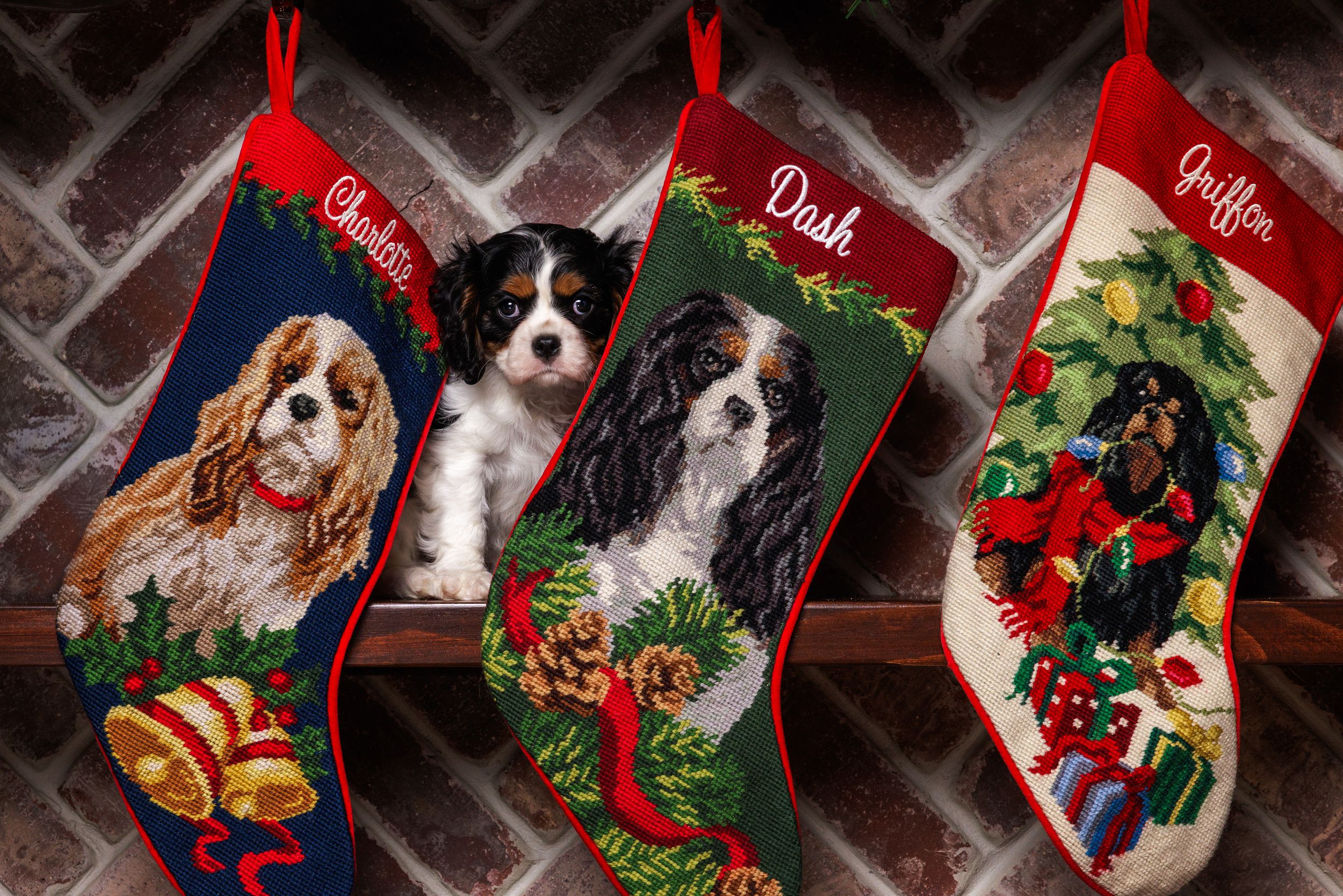 A row of festive Christmas stockings with Cavalier King Charles Spaniel designs hanging against a dark wall.