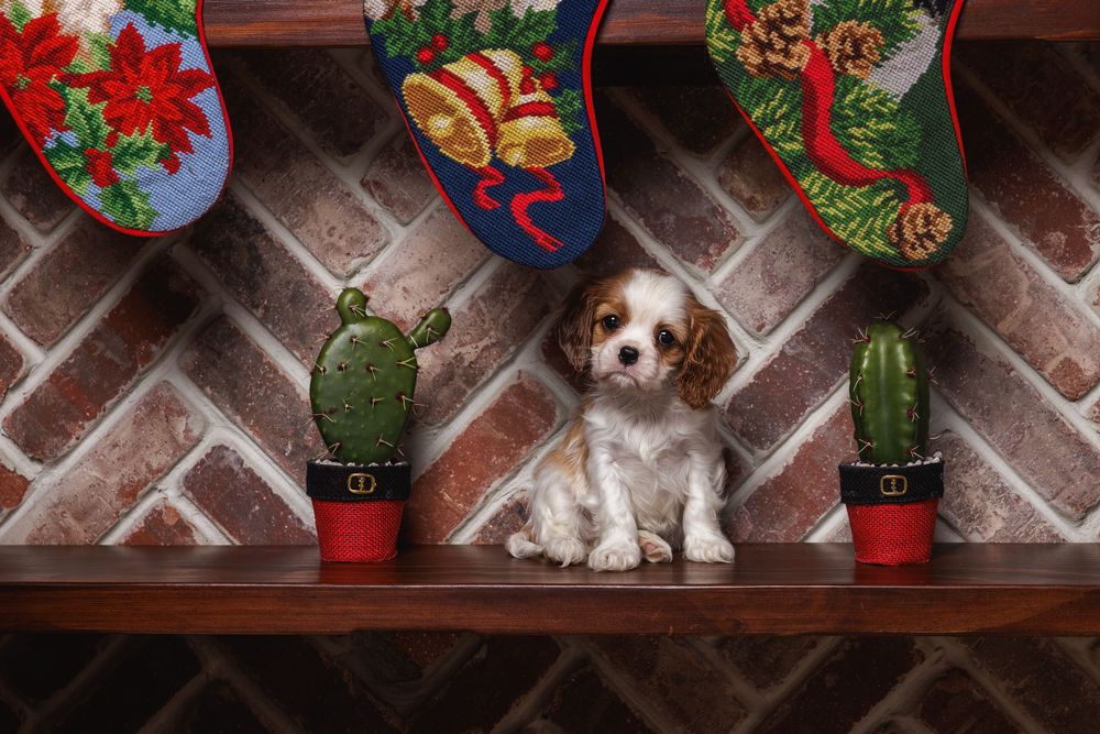 A small dog sits on brick steps surrounded by festive red and green Christmas decorations and ornaments.